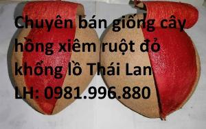 Cây Hồng Xiêm Ruột Đỏ Khổng Lồ Thái Lan , Giống hồng xiêm ngon nhất Thị Trường.