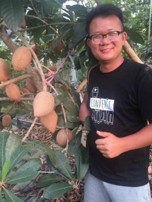Cây Hồng Xiêm Ruột Đỏ Khổng Lồ Thái Lan , Giống hồng xiêm ngon nhất Thị Trường.