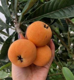 Cây Nhót Nhật Bản ( cây Biwa Nhật Bản , Cây Tỳ Bà ) , giao hàng toàn quốc .