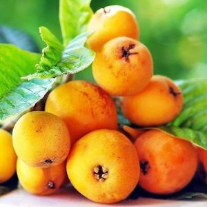 Cây Nhót Nhật Bản ( cây Biwa Nhật Bản , Cây Tỳ Bà ) , giao hàng toàn quốc .