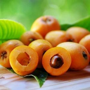 Cây Nhót Nhật Bản ( cây Biwa Nhật Bản , Cây Tỳ Bà ) , giao hàng toàn quốc .