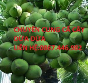 Bán cây dừa dứa