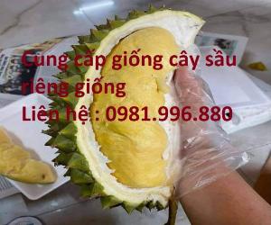 Cây sầu riêng ri6 , cây giống chuẩn chất lượng , giao hàng toàn quốc.