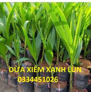 Bán cây dừa xiêm xanh lùn