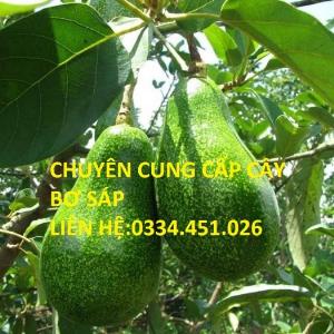 Bán cây giống bơ sáp