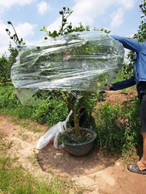 Cây Chanh Tứ Quý Choai cây sai trĩu quả , Cây Chanh bốn mùa .