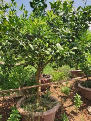 Cây Chanh Tứ Quý Choai cây sai trĩu quả , Cây Chanh bốn mùa .