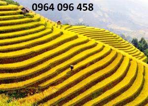 Tranh gạch 3d phòng khách - DSX22