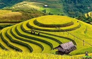Tranh gạch 3d phòng khách - DSX22