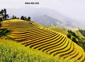 Tranh gạch 3d phòng khách - DSX22