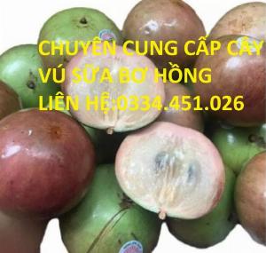 Bán cây vú sữa bơ hồng loại chuẩn