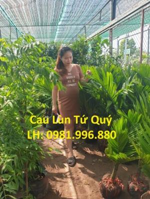 Cây Cau Lùn Choai , cau lùn cảnh trồng chậu siêu xinh