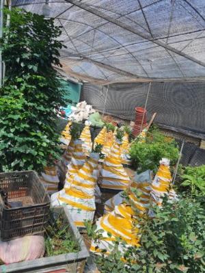 Công Tác đóng cây trả khách đi các tỉnh của Trung Tâm Giống Cây Trồng .