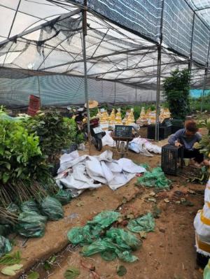 Công Tác đóng cây trả khách đi các tỉnh của Trung Tâm Giống Cây Trồng .