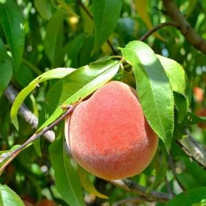 Cây Đào Tiên Nhật Bản , Giống Cây Đào Tiên Chịu Nhiệt , Giao Hàng Toàn Quốc .