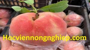 Cây Đào Tiên Nhật Bản , Giống Cây Đào Tiên Chịu Nhiệt , Giao Hàng Toàn Quốc .