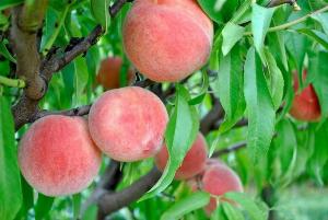 Cây Đào Tiên Nhật Bản , Giống Cây Đào Tiên Chịu Nhiệt , Giao Hàng Toàn Quốc .