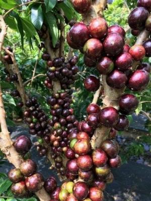 Cây Nho Thân Gỗ , Cây Nho Thân Gỗ Tứ Quý , cây Nho Thân Gỗ 12 Vụ , Giao hàng toàn quốc .