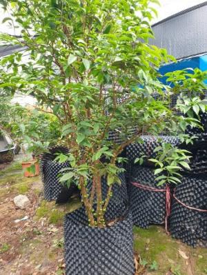 Cây Nho Thân Gỗ , Cây Nho Thân Gỗ Tứ Quý , cây Nho Thân Gỗ 12 Vụ , Giao hàng toàn quốc .