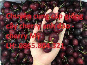 Cây Cherry Anh Đào ( cây Cherry Mỹ ) , Cung Cấp toàn quốc , Cam Kết Chuẩn Giống .