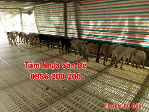 Sàn dê lỗ tròn giá rẻ