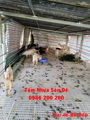 Sàn dê lỗ tròn giá rẻ