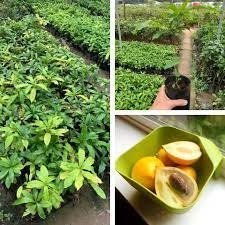 Bán vú sữa cây nhỡ giá rẻ, năng suất cao