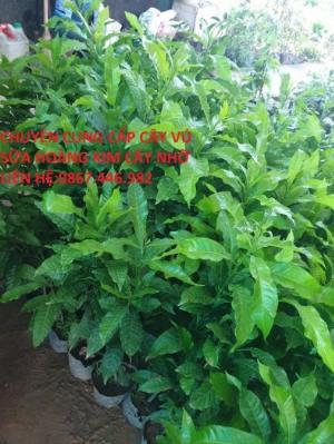 Bán vú sữa cây nhỡ giá rẻ, năng suất cao
