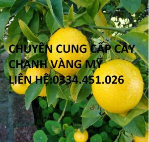 Chuyên cung cấp cây chanh vàng mỹ cây nhỡ - Giống chuẩn cho năng suất cao .