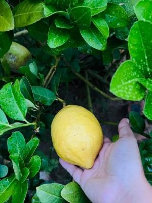 Cung cấp cây chanh vàng mỹ cây nhỡ-Giá rẻ