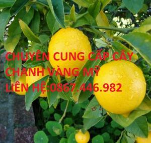 Cung cấp cây chanh vàng mỹ cây nhỡ-Giá rẻ