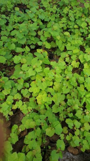 Cung cấp cây nho hạ đen -giá rẻ, giao hàng toàn quốc