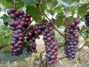 Cung cấp cây nho hạ đen -giá rẻ, giao hàng toàn quốc