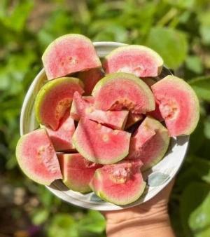 Cây ổi ruby ruột đỏ-Chuyên cung cấp cây giống chuẩn