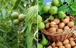 Cây óc chó -Cam kết giống chuẩn, năng suất cao