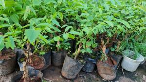 Cây óc chó -Cam kết giống chuẩn, năng suất cao