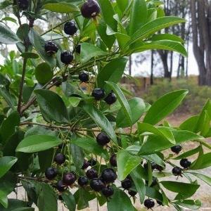 Bán cây giống chery bazin- Chuẩn giống F1