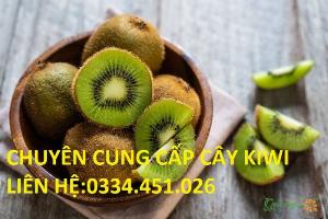 Bán cây kiwi-Chuyên cung cấp cây kiwi giống chuẩn