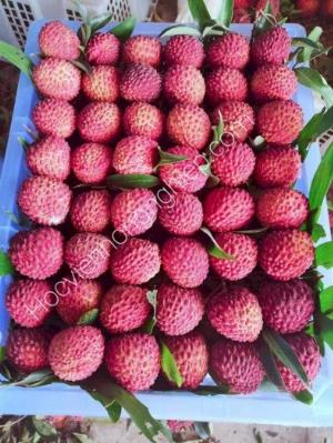 Chuyên cung cấp cây vải ngọt khổng lồ