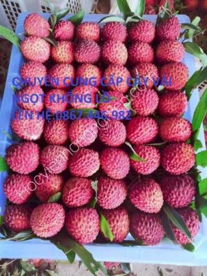 Chuyên cung cấp cây vải ngọt khổng lồ