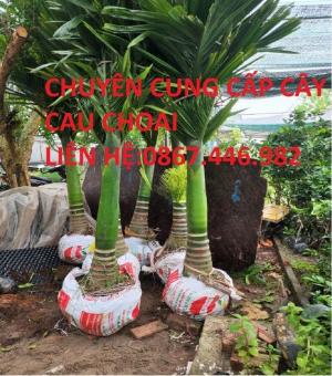 Bán cây cau lùn choai -Chuyên cung cấp cây giống chuẩn 100%