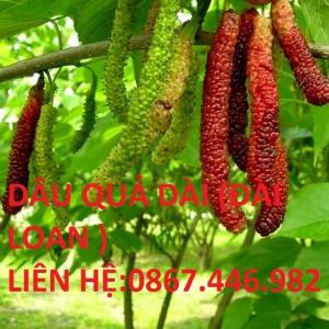 Chuyên cung cấp dâu trái dài đài loan