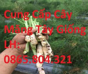 Cây măng tây xanh thái , cam kết chuẩn giống