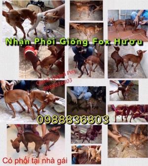 Phối giống fox hươu mini Hà Nội.