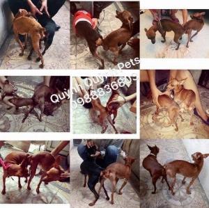 Phối giống fox hươu mini Hà Nội.