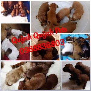 Phối giống fox hươu mini Hà Nội.
