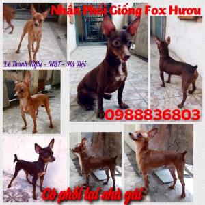 Phối giống Phốc Hươu mini Hà Nội