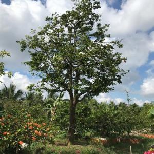 Bán cây mai vàng cổ thụ hoành 120cm, cây nguyên thủy