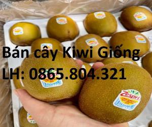 Cây Kiwi giống , cây kiwi vàng , cây kiwi xanh , cây giống chuẩn đẹp , sỉ lẻ toàn quốc .