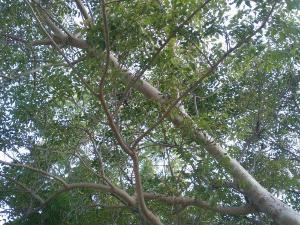 Cần bán cây cóc rừng cổ thụ trên 20 năm